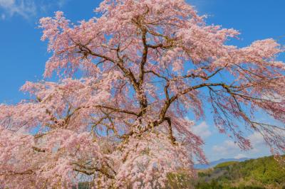 彌三吉桜| 