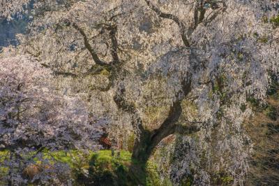 大照寺跡のしだれ桜| 