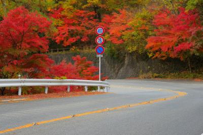 見晴台からの下りのカーブは紅葉した紅葉で彩られています。