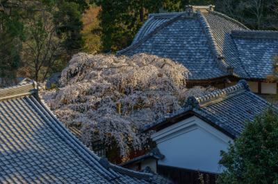 十輪寺の桜| 