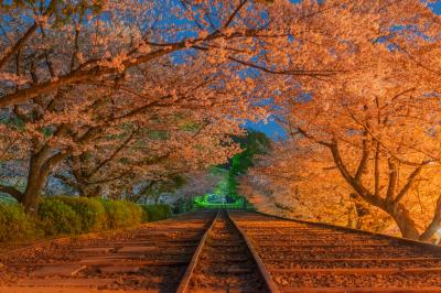 蹴上インクラインの桜| 