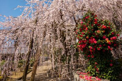 宝蔵寺の枝垂桜| 