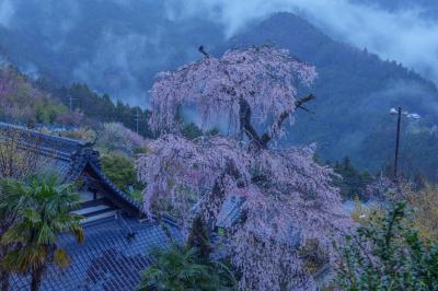 光専寺のしだれ桜| 