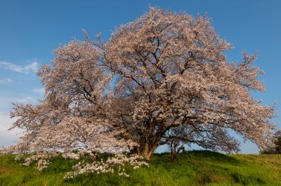 幾坂池の一本桜| 