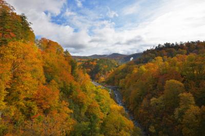 紅葉の谷| 橋の上から八幡平方面を望む。迫力ある紅葉の大斜面。