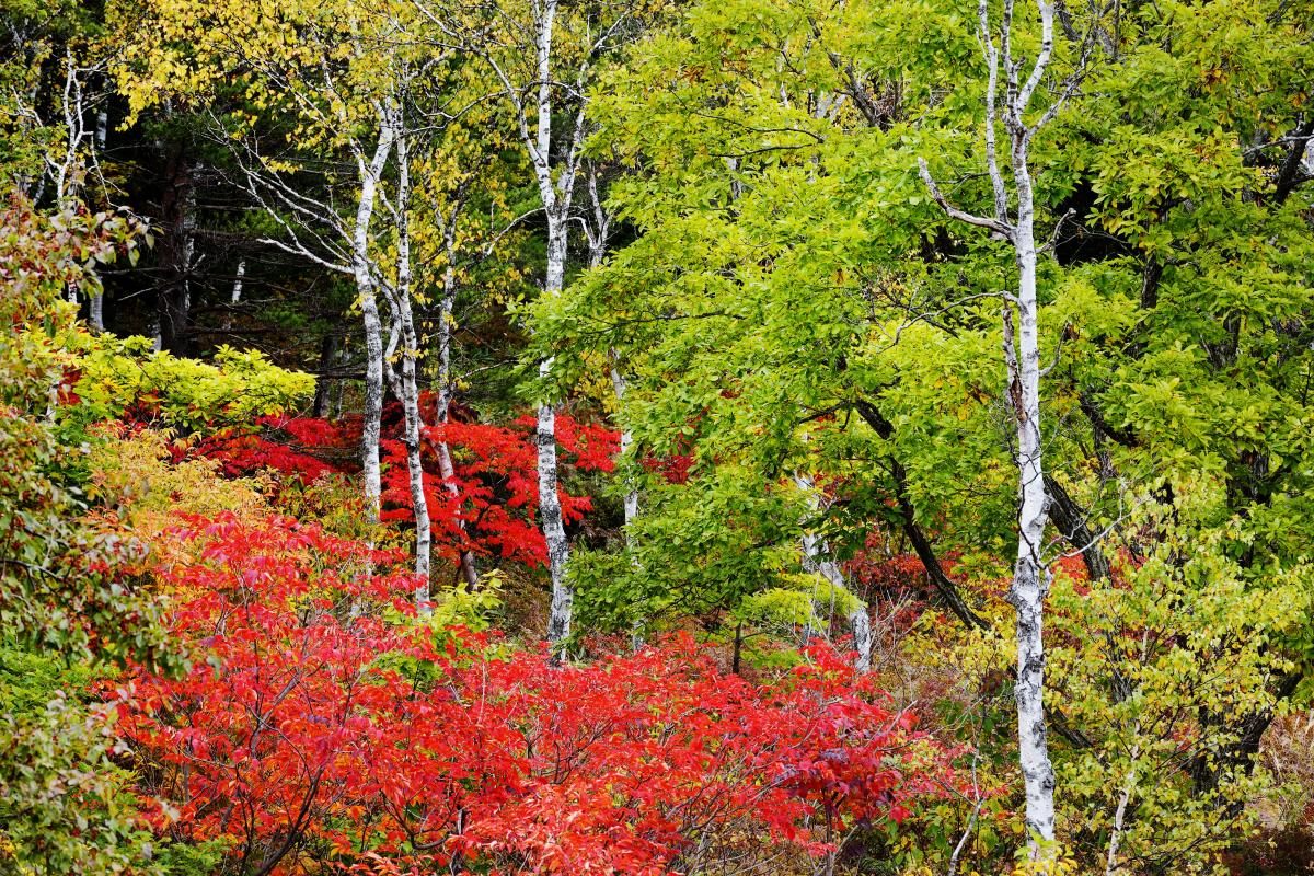 一沼の紅葉 白樺と赤い葉が美しい