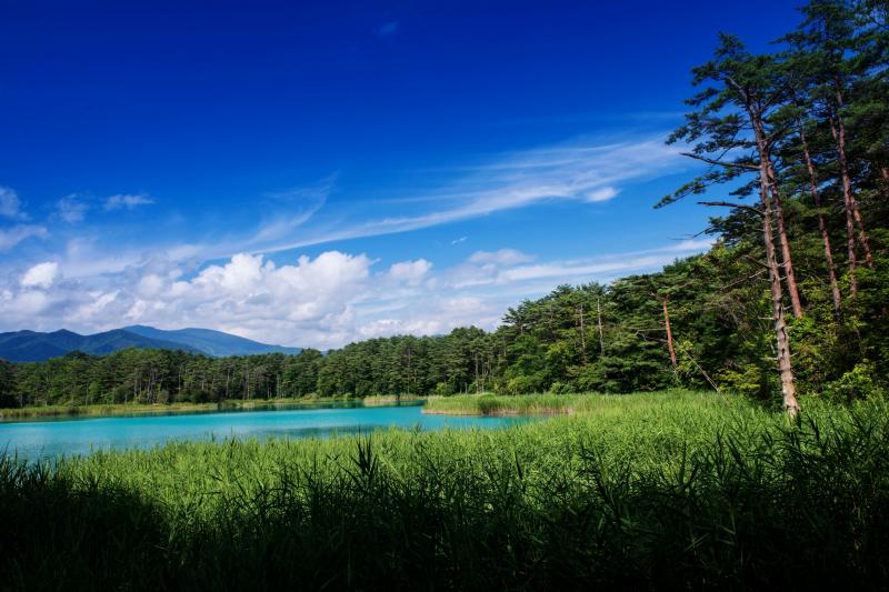 [ エメラルドグリーンの鏡 ]  夏の緑の中に神秘的な色の沼があります