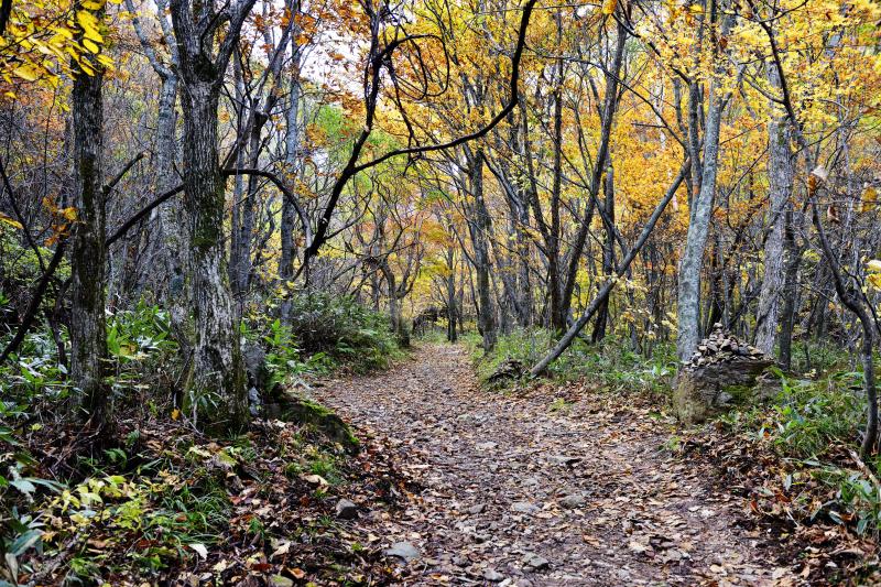 [ 林の中の遊歩道 ]  米子大瀑布へ向けて林を進んできます。