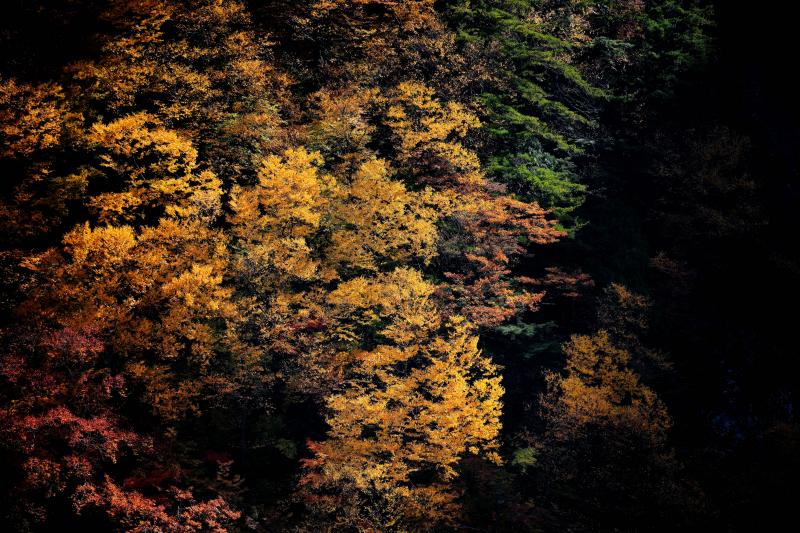 [ 八滝紅葉 ]  滝の周りの紅葉が綺麗です