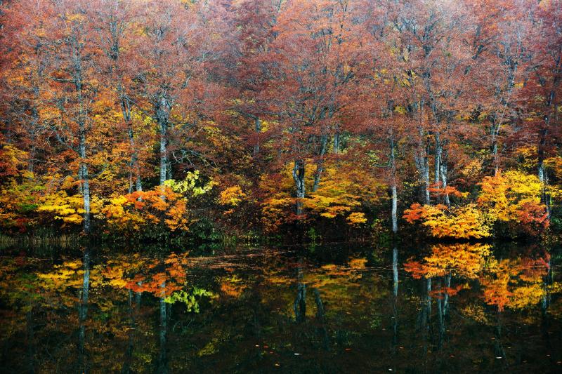 [ 晩秋の池 ]  小さな木の紅葉が残っていました