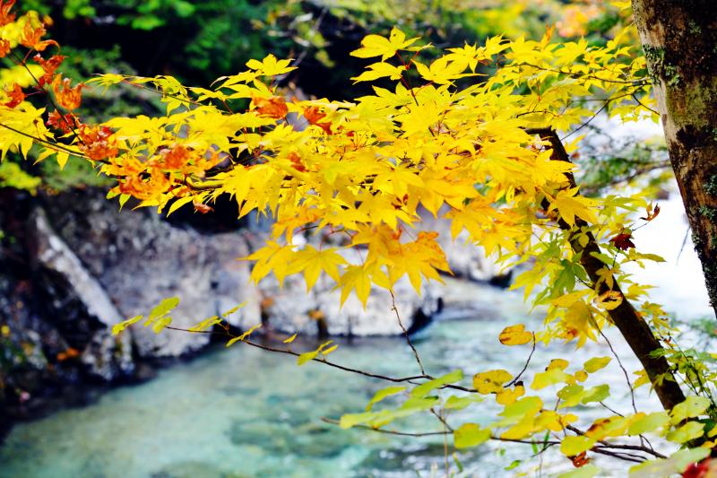 [ 黄色紅葉と渓谷 ]  黄色の紅葉が目立っています