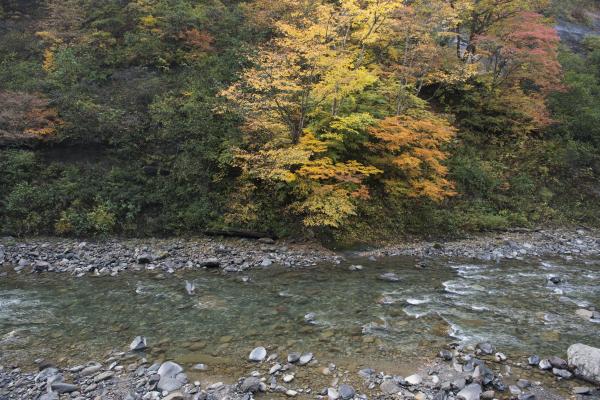 [ 紅葉と波立つ渓谷 ]  水の流れに動きがあり綺麗です