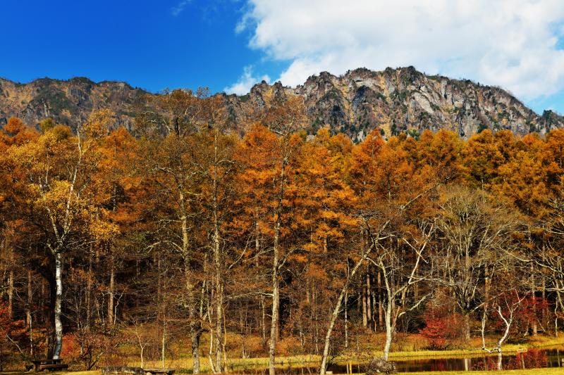 [ みどりが池と戸隠山 ]  カラマツの黄色と岩山のコントラストが美しい