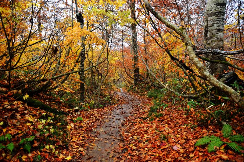 [ 鎌池散策路 ]  紅葉の中を少し歩くと池に着きます