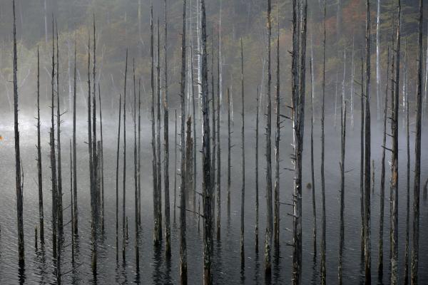 [ 立ち枯れの乱立 ]  これほどの立ち枯れを見たのは、初めてでした。