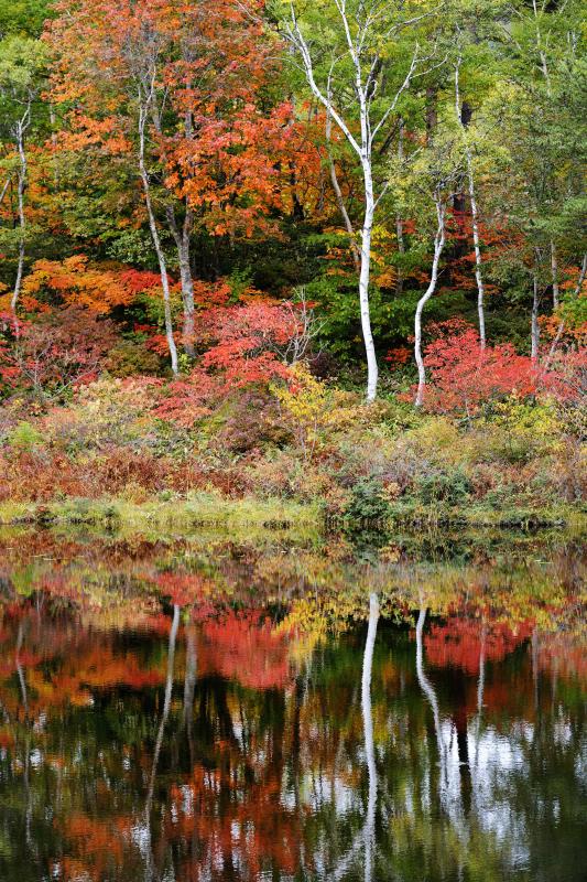 [ 紅葉と白樺 ]  紅葉が水面に映ります