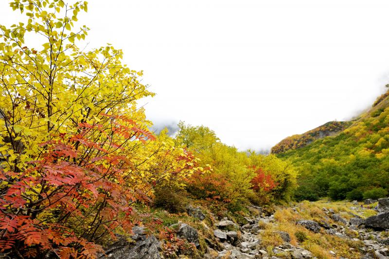 [ 綺麗過ぎる紅葉 ]  この綺麗な色のバランスは何なんでしょうか？