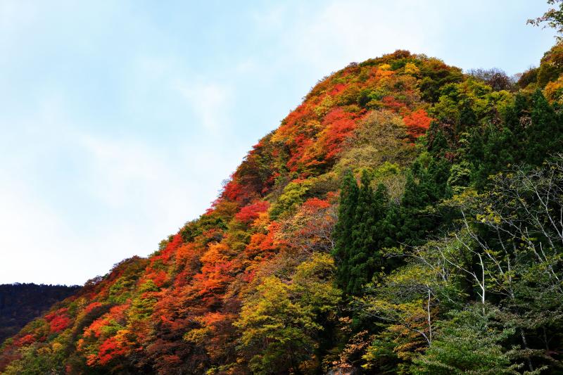 [ 紅葉の山 ]  紅葉の山が美しく、楽しい散策です。