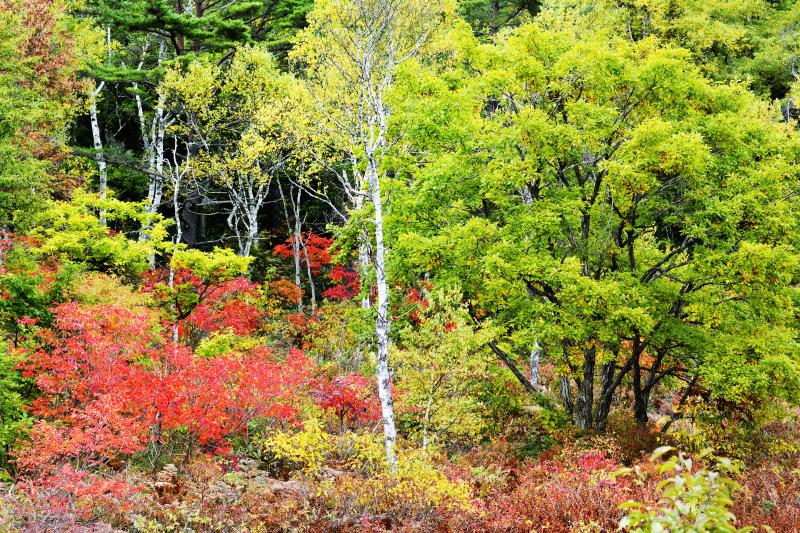 一沼の紅葉 No2 | 紅葉と白樺のバランスが絶妙