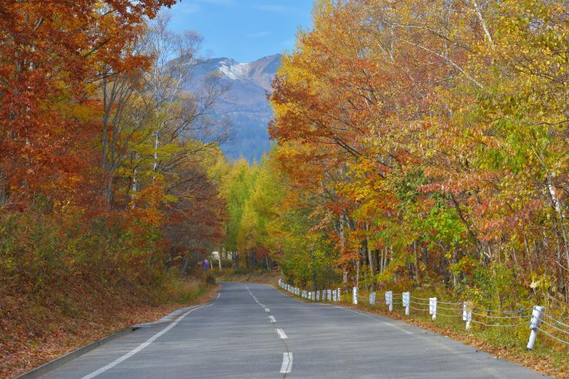 [ 紅葉と乗鞍岳 ]  道路の両脇は紅葉し、正面には乗鞍が見えます