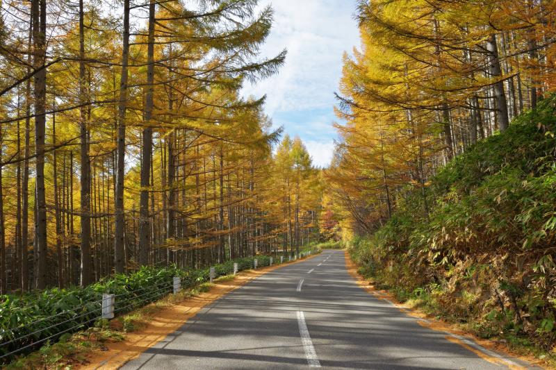 [ 乗鞍のカラマツ ]  道路のカラマツから乗鞍方面を望む