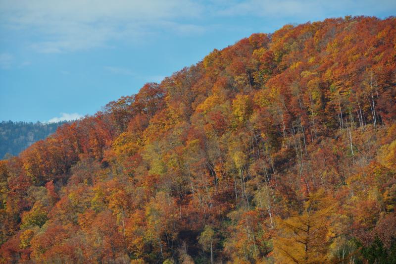 [ 紅葉斜面 ]  紅葉のピークは過ぎていましたが、秋の終わりを感じる風景を満喫することができました。