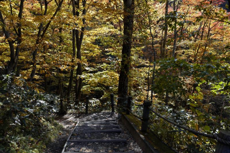 [ 雷滝への道 ]  紅葉の林の中を進みます