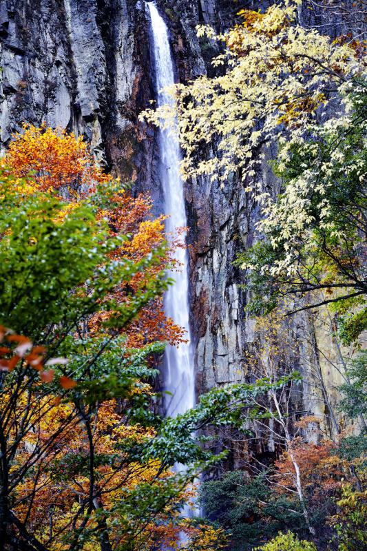 [ クリーム色の紅葉 ]  1本、変わった色の紅葉があります。