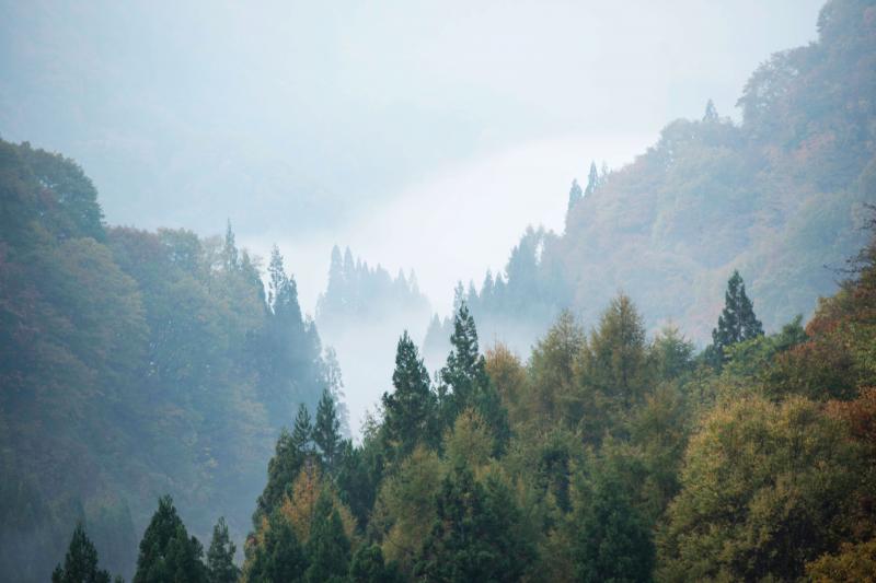 [ 秋の霧 ]  秋の朝の冷たい空気が伝わるでしょうか？