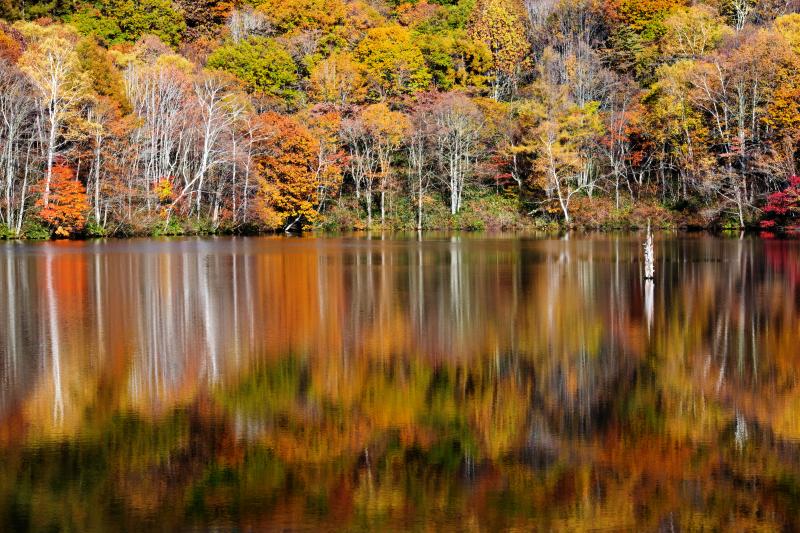 [ 紅葉の揺らぎ ]  水に映った紅葉が揺れています