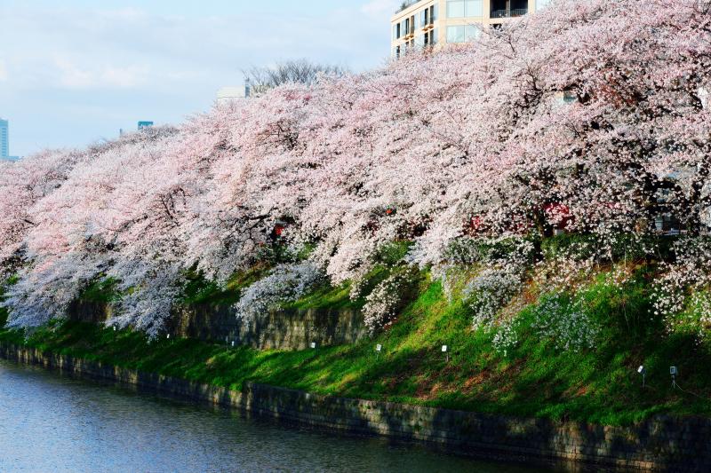 [ 歓迎 ]  見事な桜並木が人々を迎えてくれます。