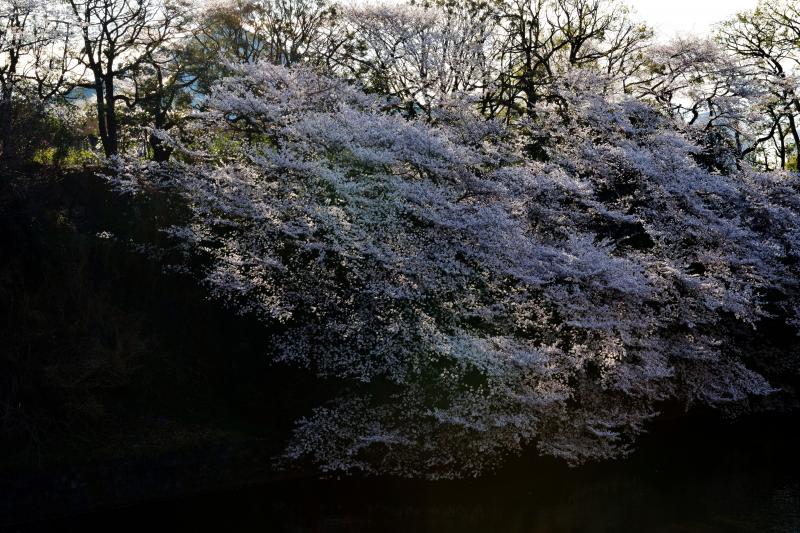 [ 千鳥ヶ淵の桜 ]  