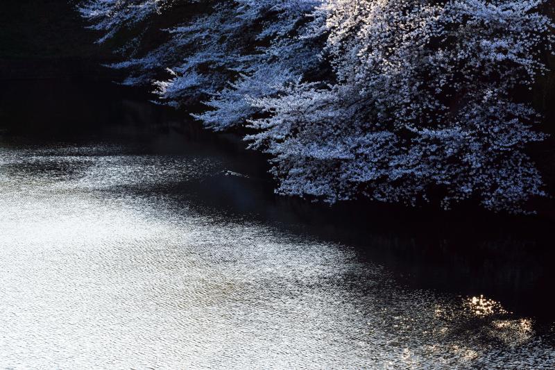 [ 千鳥ヶ淵の桜 ]  