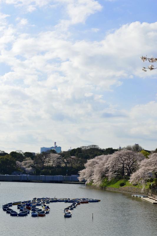 [ 千鳥ヶ淵の桜 ]  