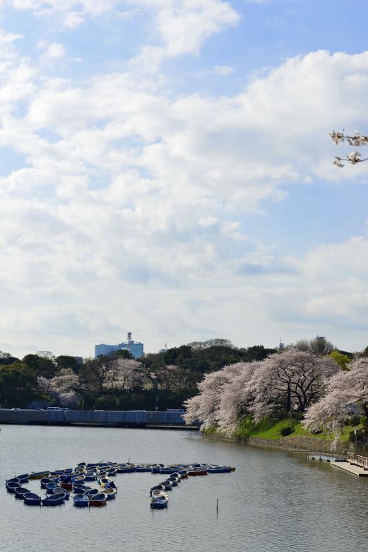 [ 千鳥ヶ淵の桜 ]  