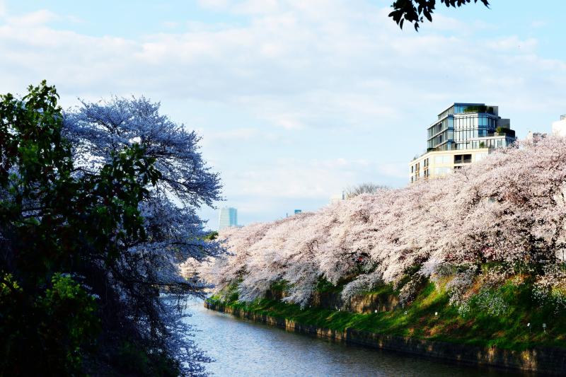 [ 千鳥ヶ淵の桜 ]  