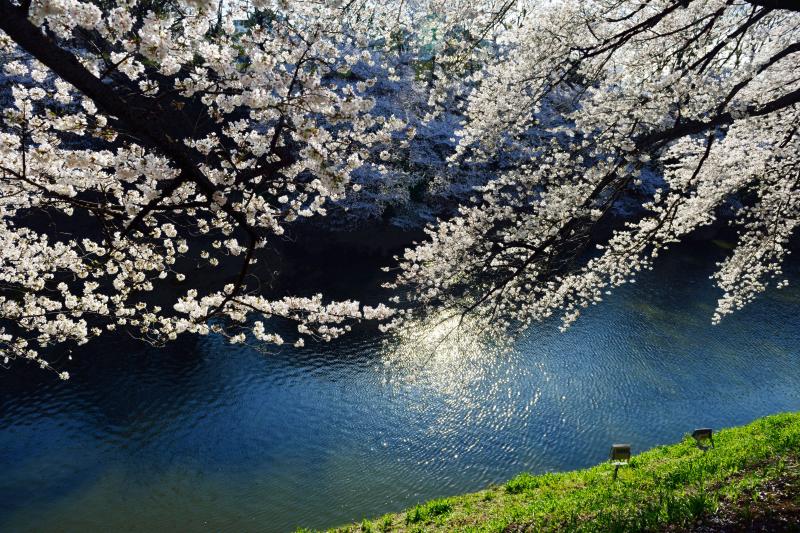 [ ブルーの水面 ]  桜が水に手を伸ばしています。