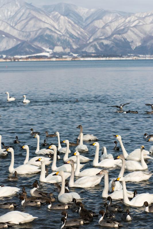 [ 猪苗代湖・長浜の白鳥 ]  