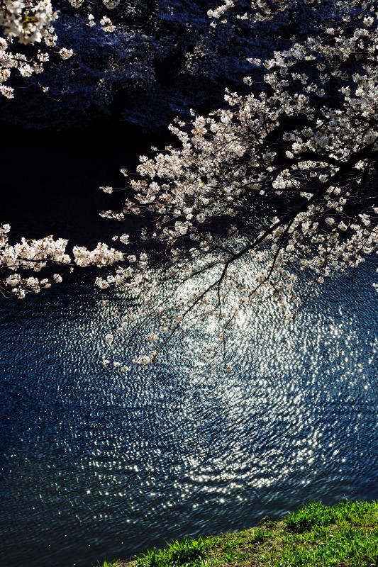 [ 千鳥ヶ淵の桜 ]  