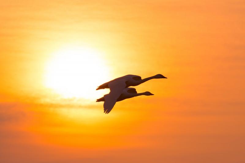 [ 朝日を浴びる白鳥 ]  夜明けと共に長浜に飛んできます。