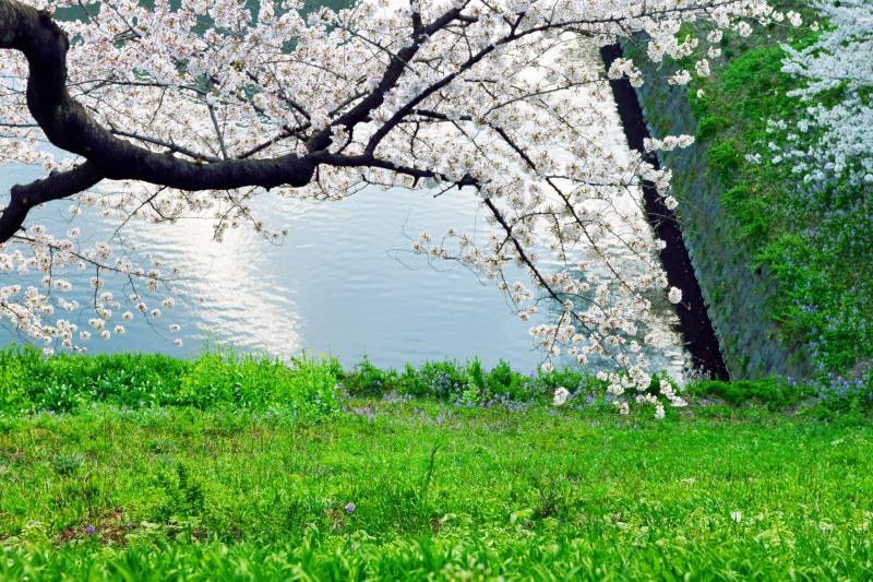 [ 千鳥ヶ淵の桜 ]  