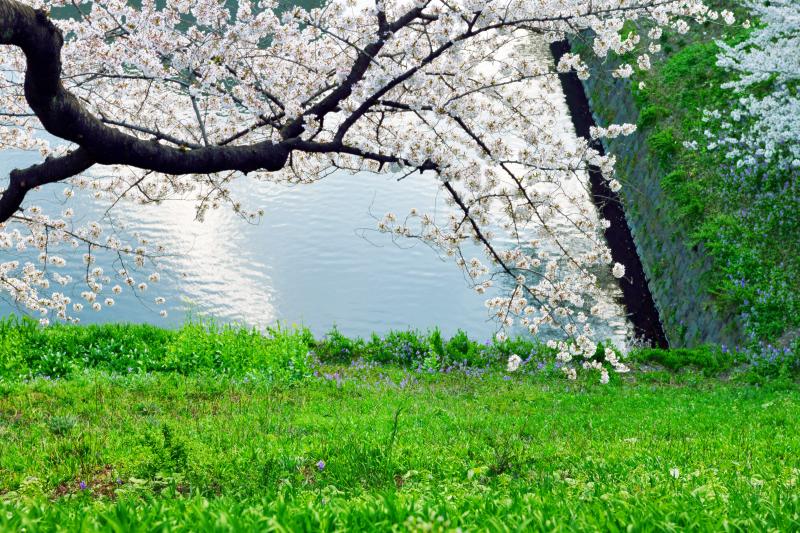 [ 千鳥ヶ淵の桜 ]  