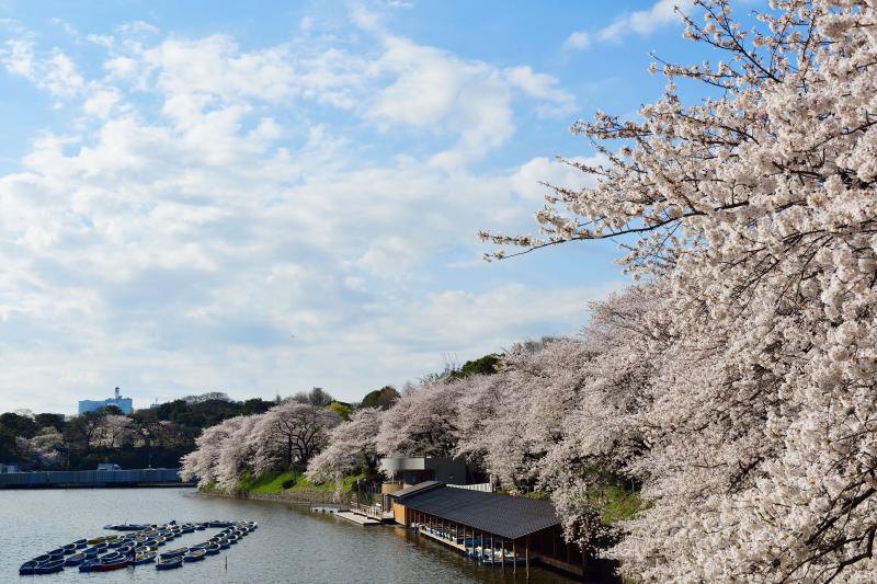 [ 千鳥ヶ淵の桜 ]  