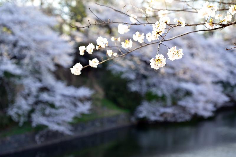 [ 千鳥ヶ淵の桜 ]  