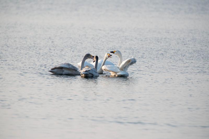 [ 猪苗代湖・長浜の白鳥 ]  