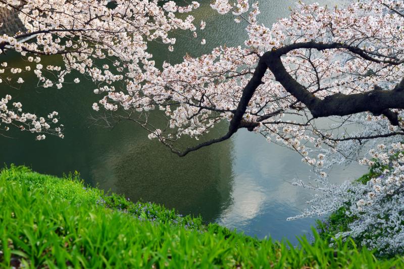 [ お堀に手を伸ばし ]  上から見下ろす桜