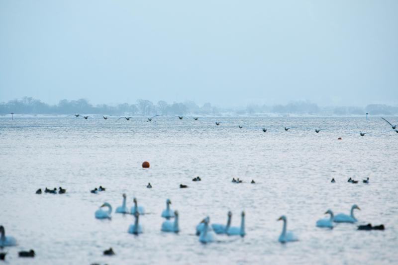 [ 猪苗代湖・長浜の白鳥 ]  