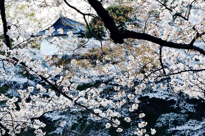 [ 千鳥ヶ淵の桜 ]  