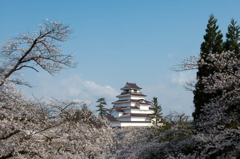 [ 桜満開の鶴ヶ城 ]  桜のフレームに囲まれた名城。