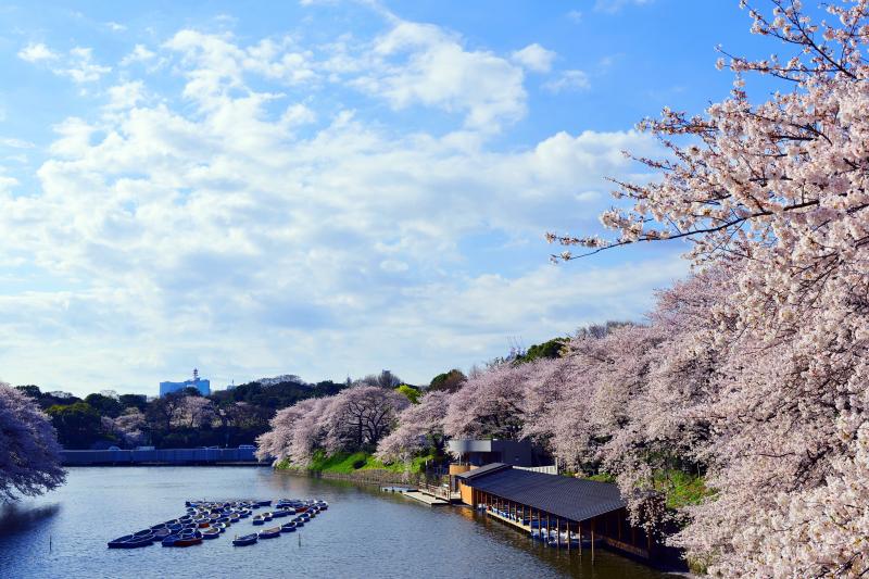 [ 千鳥ヶ淵のボート乗り場 ]  早朝は静かにボートが水に浮かんでいます。